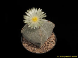 Astrophytum cv. HAKUUM 1518